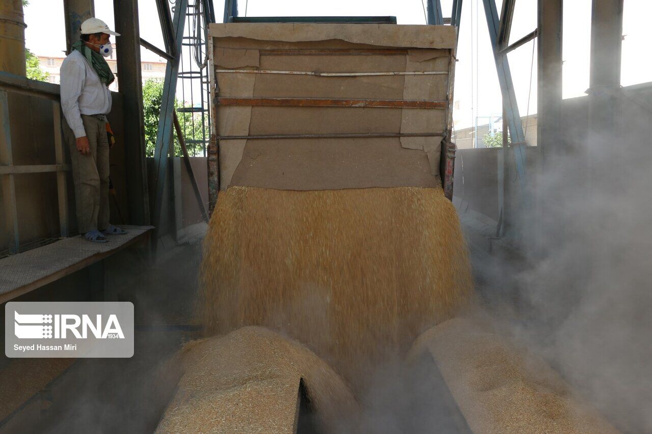 رشد ۶۰ درصدی خرید گندم محصول اعتماد نیم میلیون کشاورز به دولت سیزدهم است
