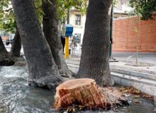 توضیح سازمان بوستان‌ها در مورد حذف و جایگزینی درختان خشک